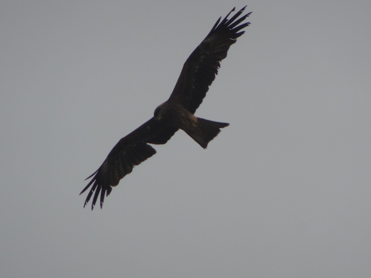 Black Kite - Rishab Verma