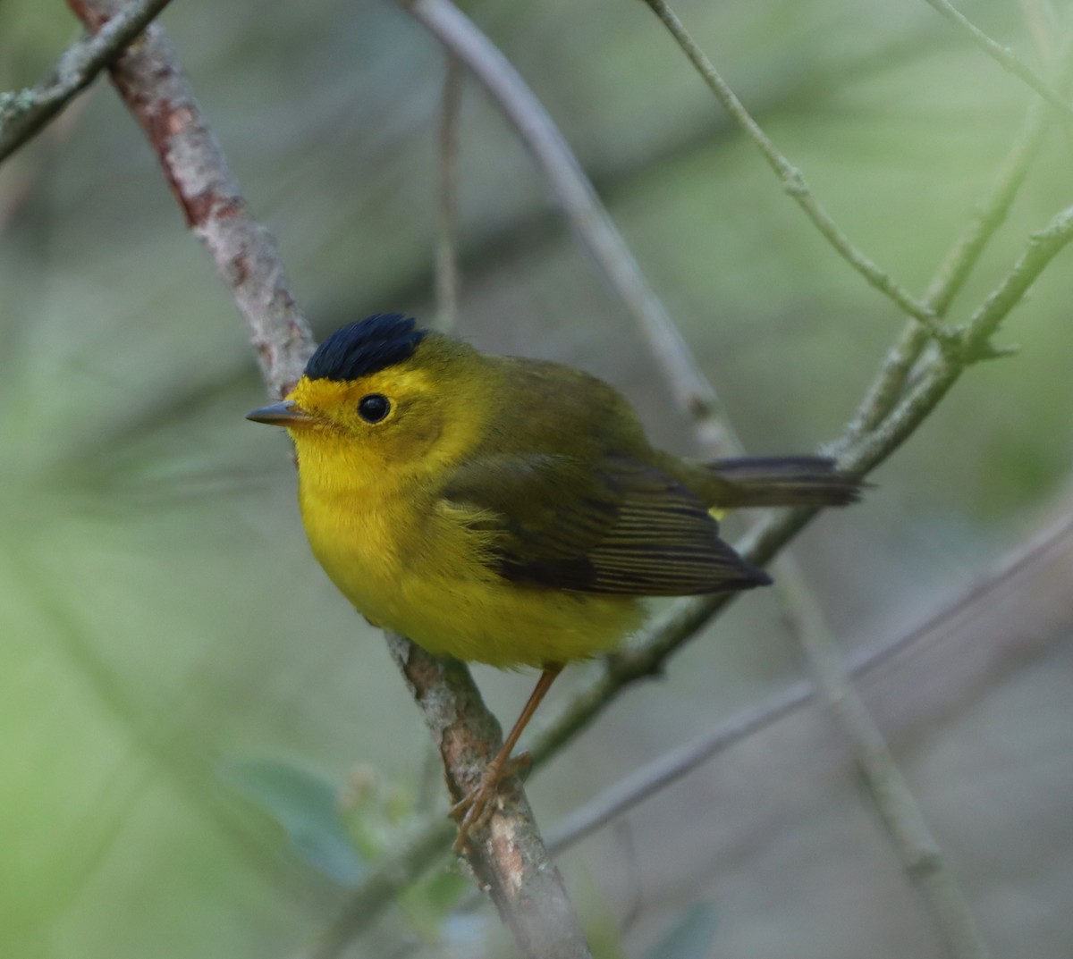 Wilson's Warbler - ML619447446