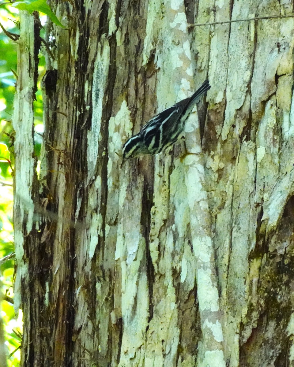 Black-and-white Warbler - ami horowitz