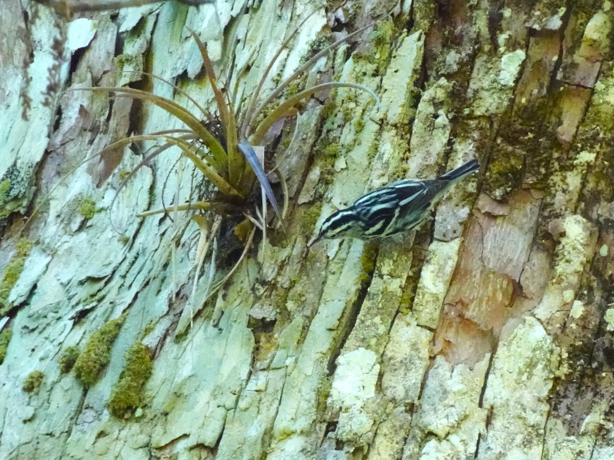 Black-and-white Warbler - ami horowitz