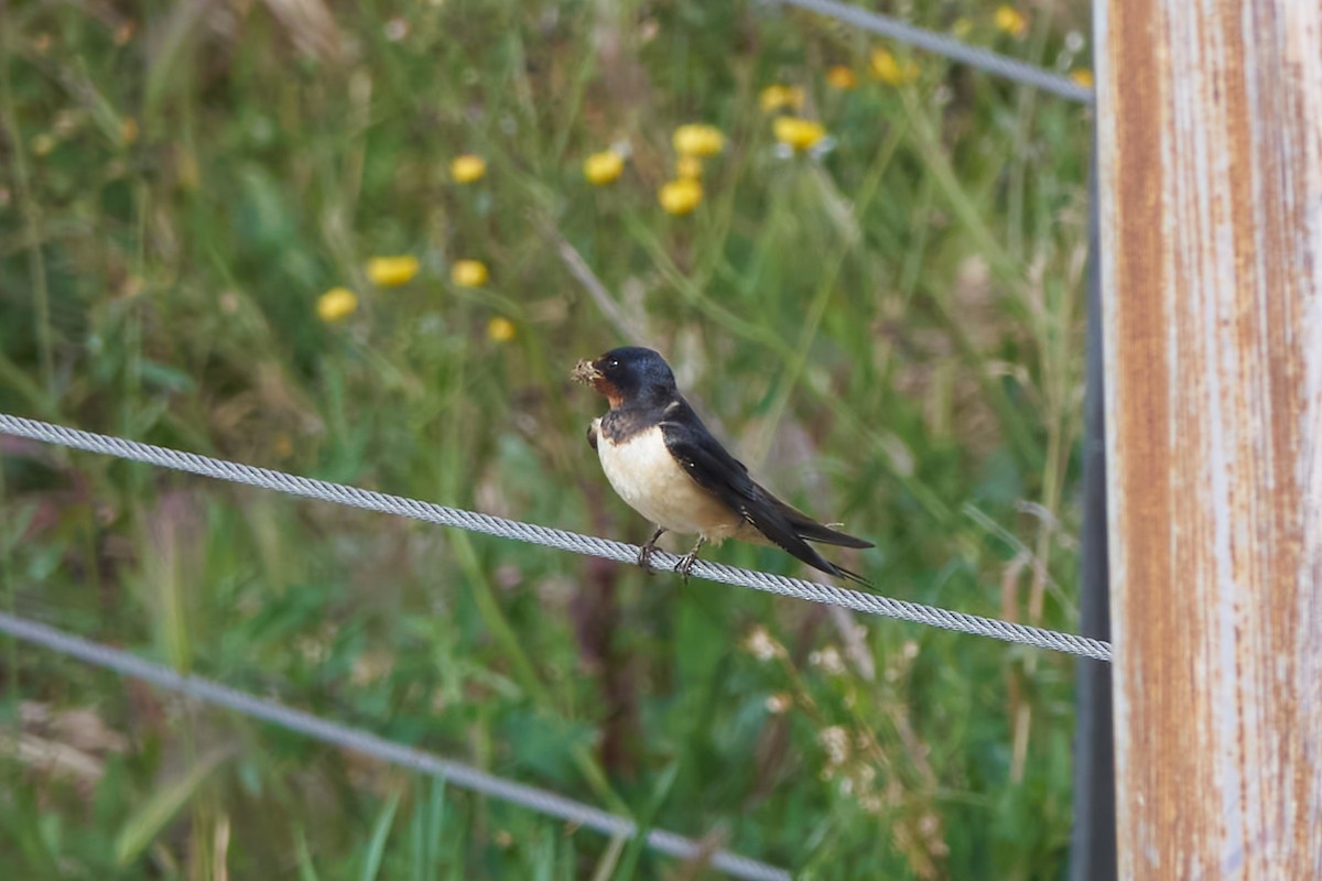 Barn Swallow - Luis Manso