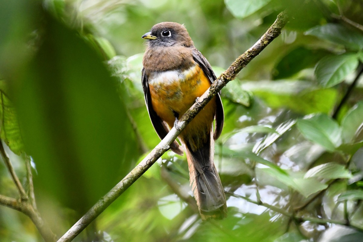 Collared Trogon (Orange-bellied) - ML619447455