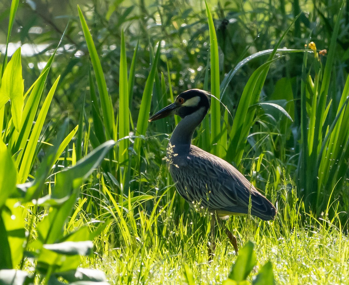 Yellow-crowned Night Heron - Anthea Gotto