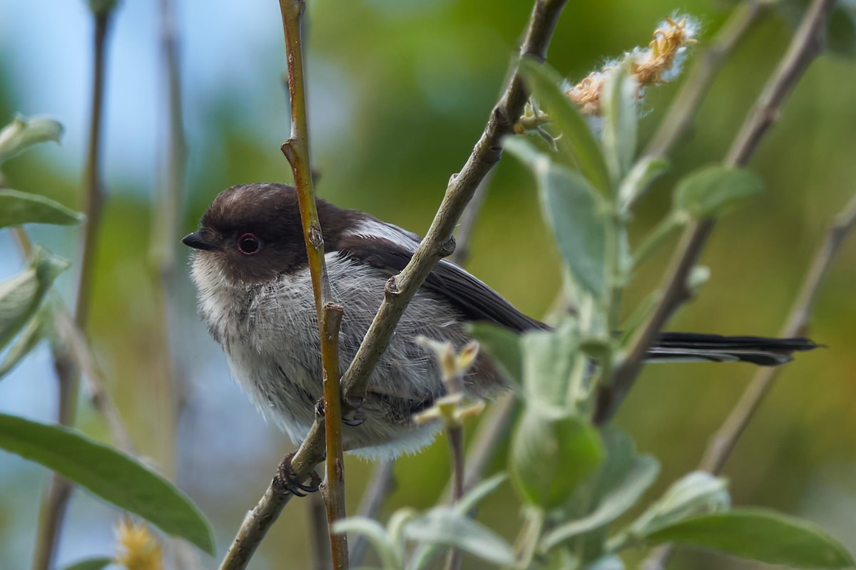 Long-tailed Tit - Luis Manso