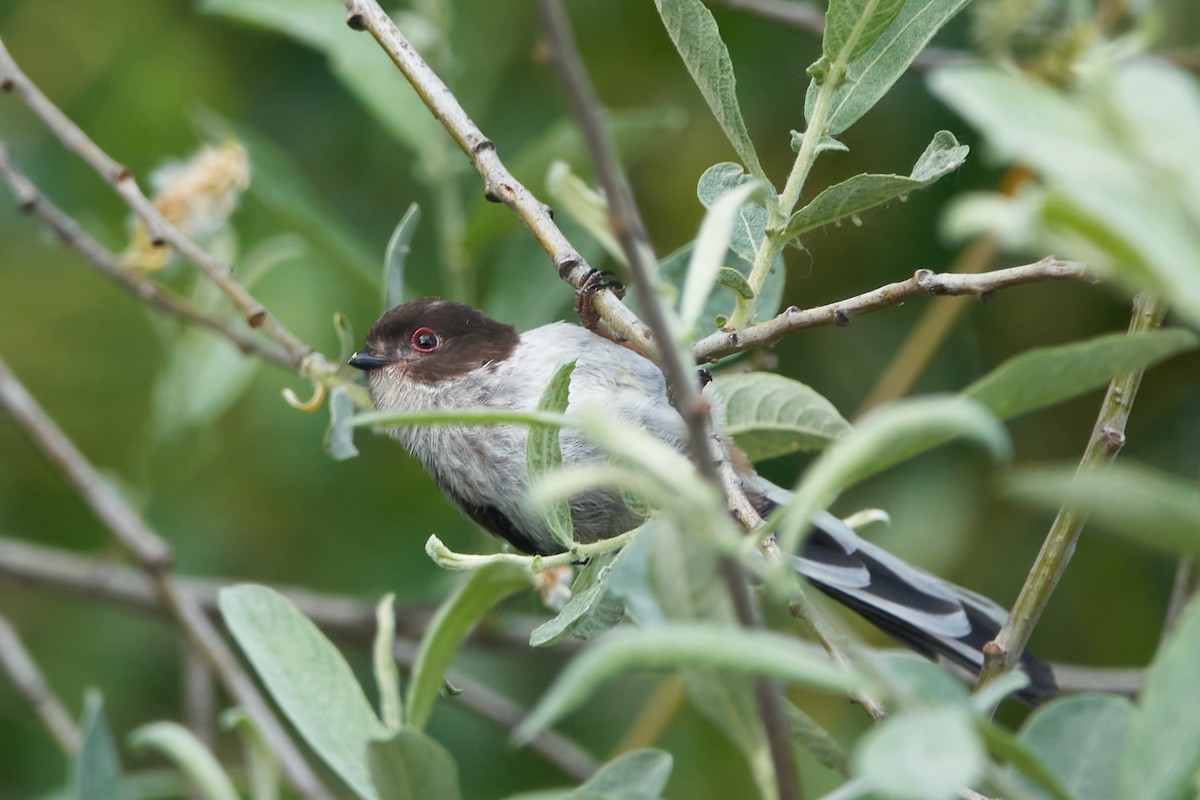 Long-tailed Tit - Luis Manso