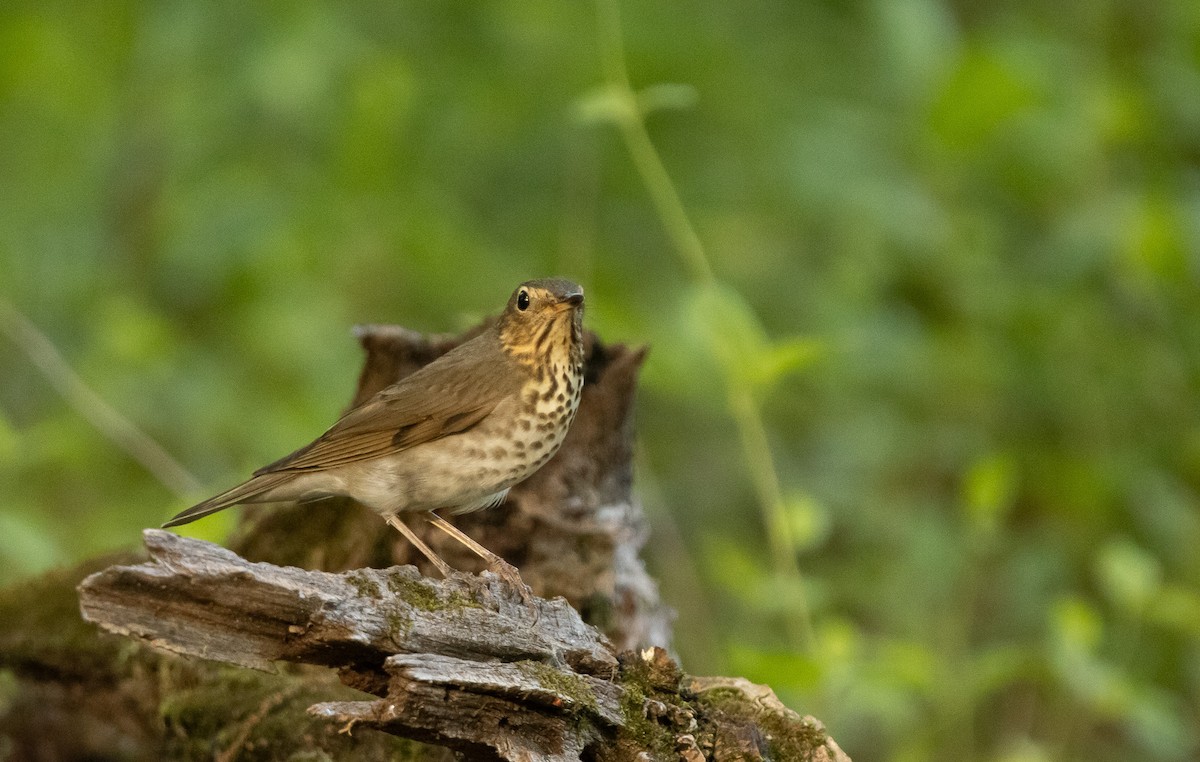 Swainson's Thrush - Keith Leonard