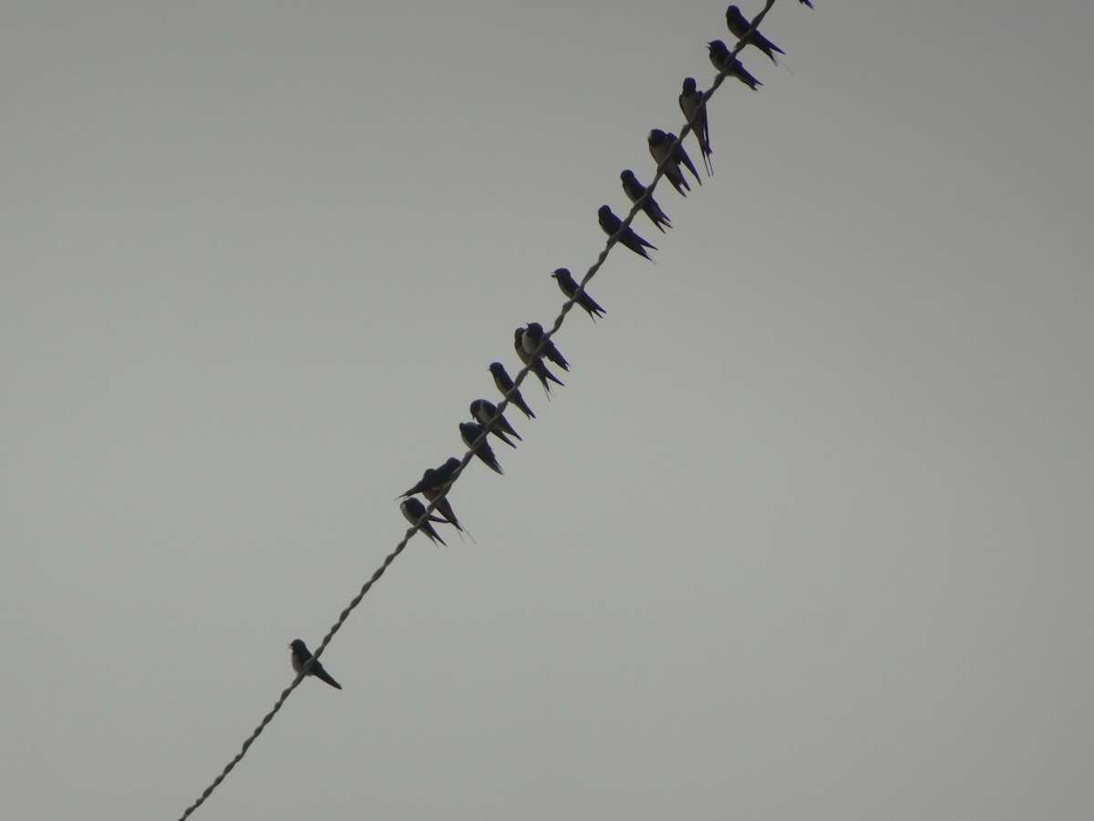 Red-rumped Swallow - Rishab Verma