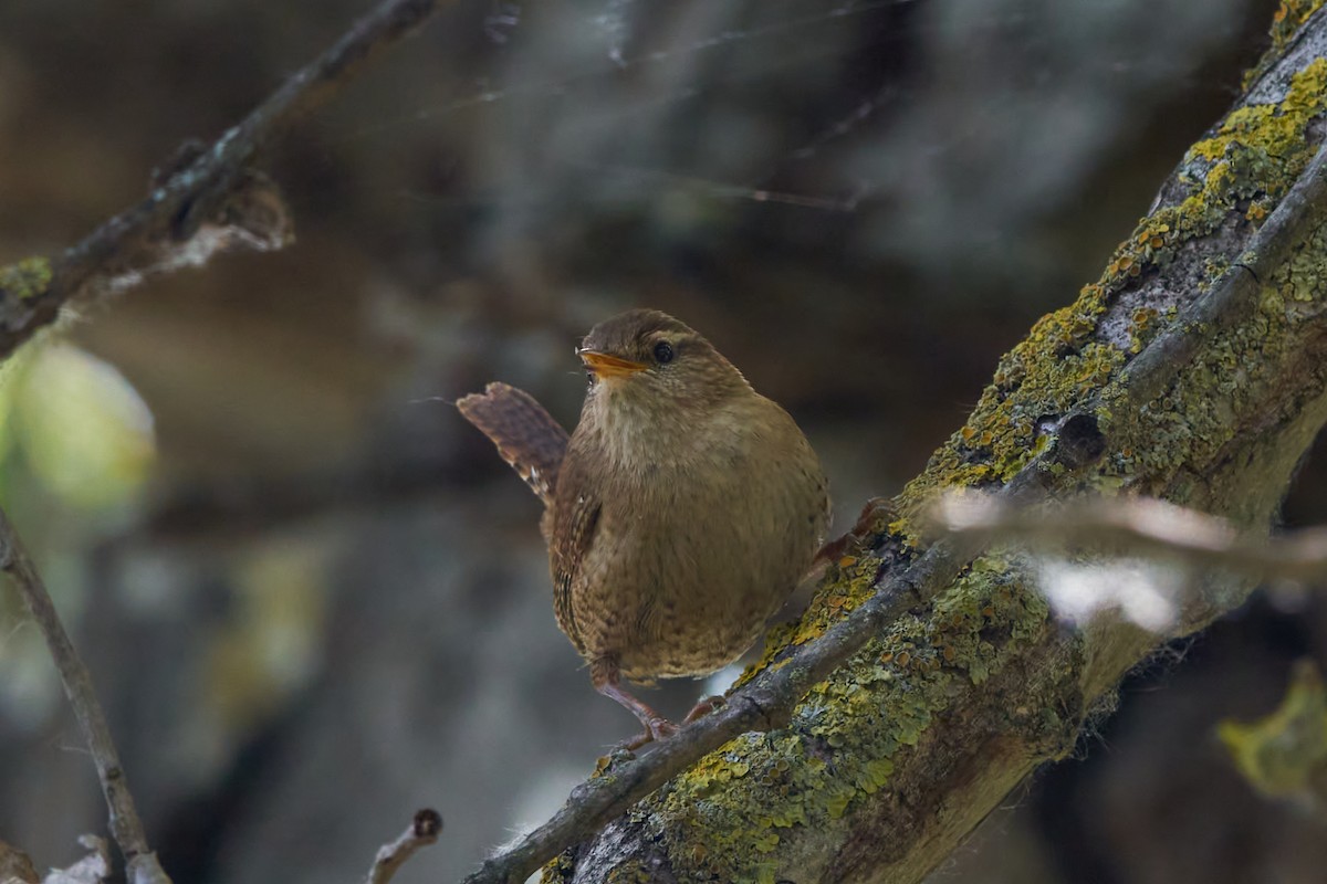 Eurasian Wren - Luis Manso