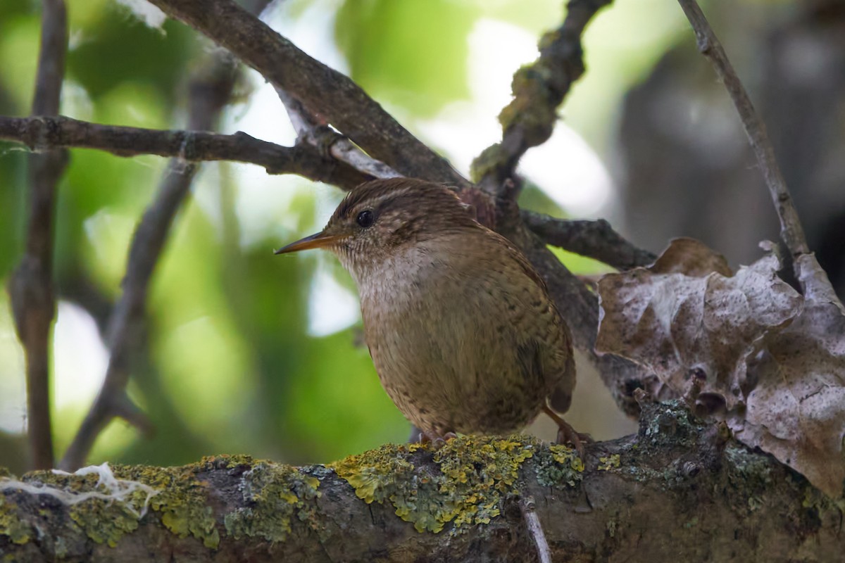 Eurasian Wren - Luis Manso