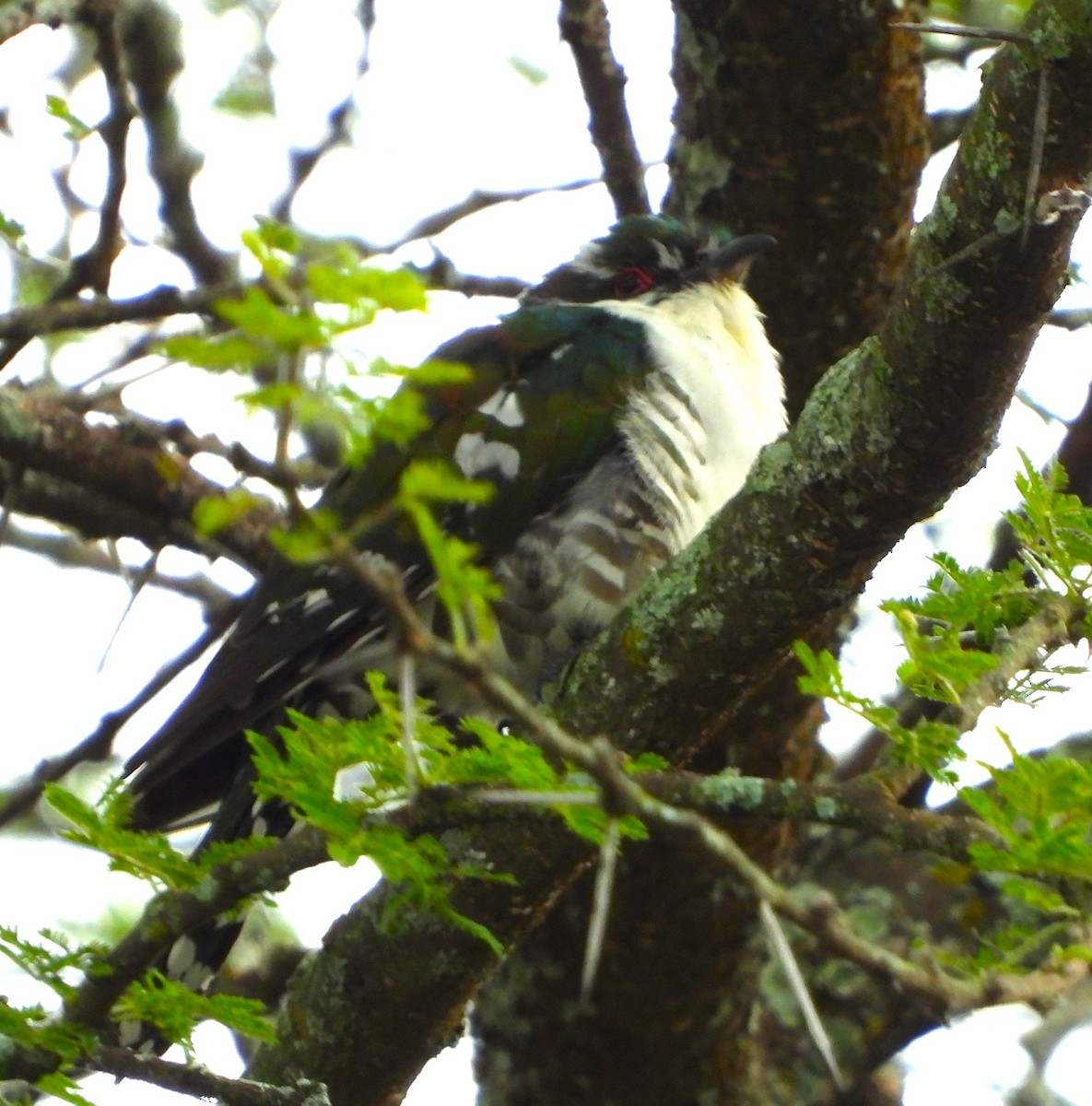 Dideric Cuckoo - Lynn Scarlett