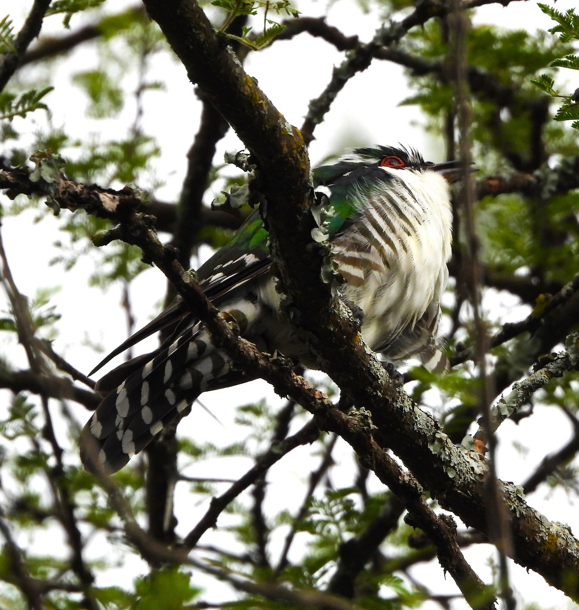 Dideric Cuckoo - ML619447481