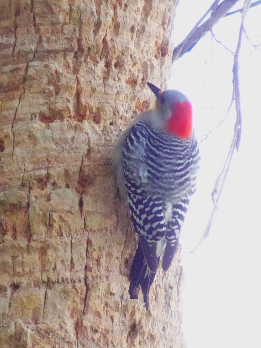 Red-bellied Woodpecker - ami horowitz