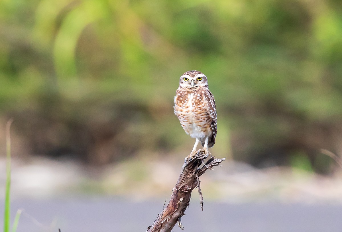 Burrowing Owl - Andrew Cauldwell