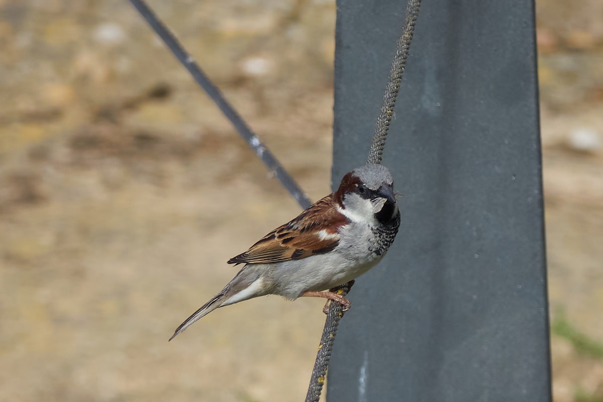 House Sparrow - ML619447489