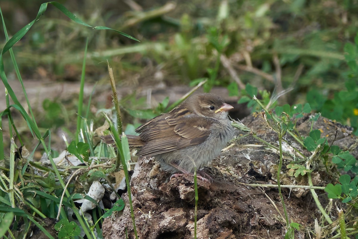 House Sparrow - Luis Manso