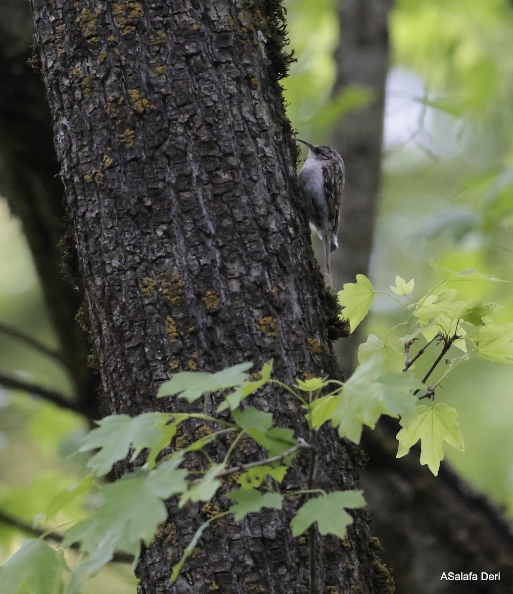 Eurasian Treecreeper - Fanis Theofanopoulos (ASalafa Deri)