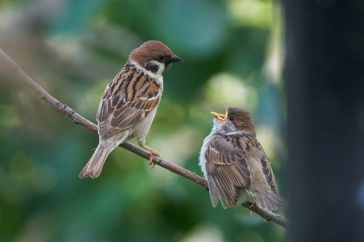 Eurasian Tree Sparrow - Luis Manso
