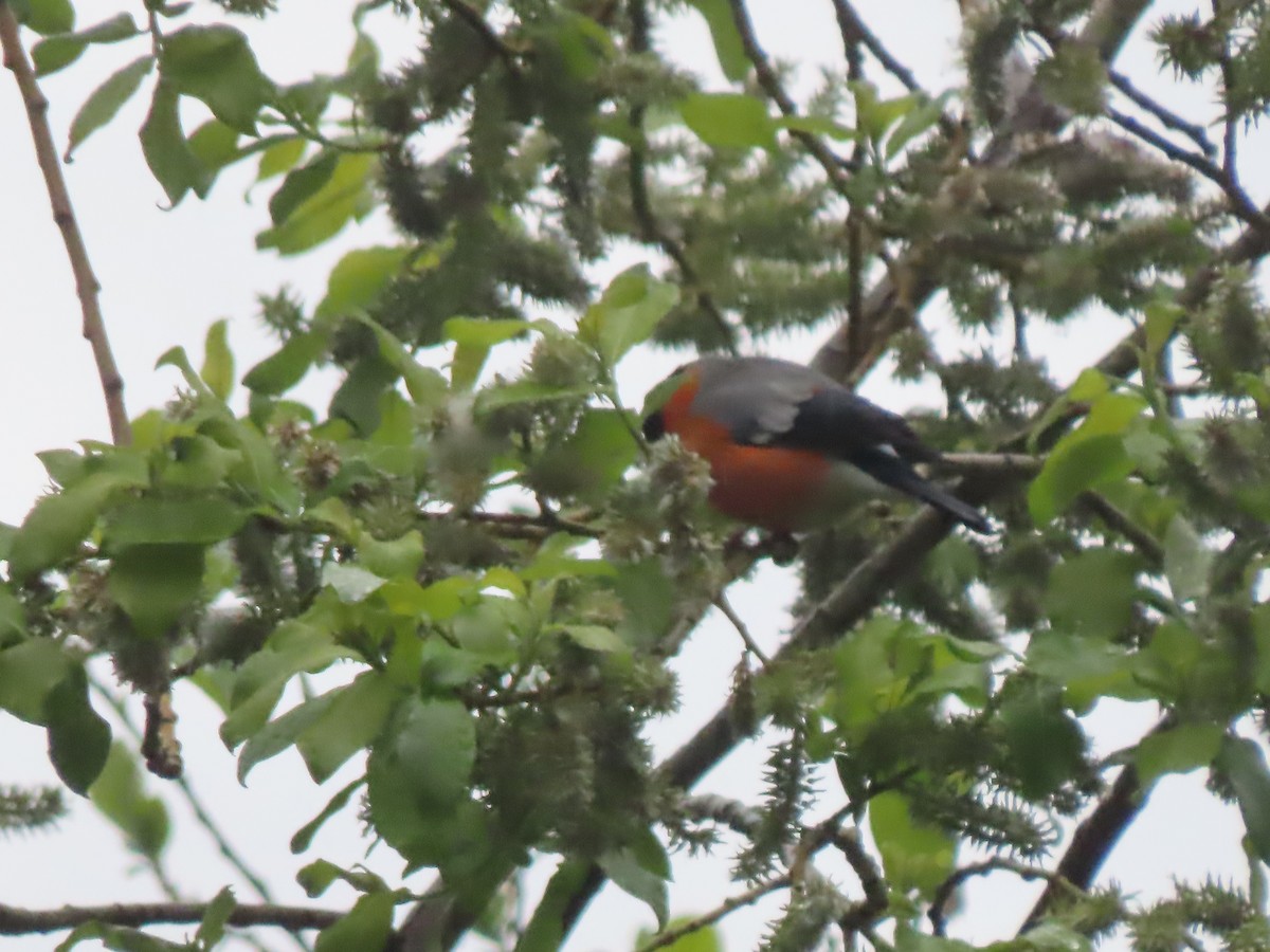 Eurasian Bullfinch - Doug Kibbe