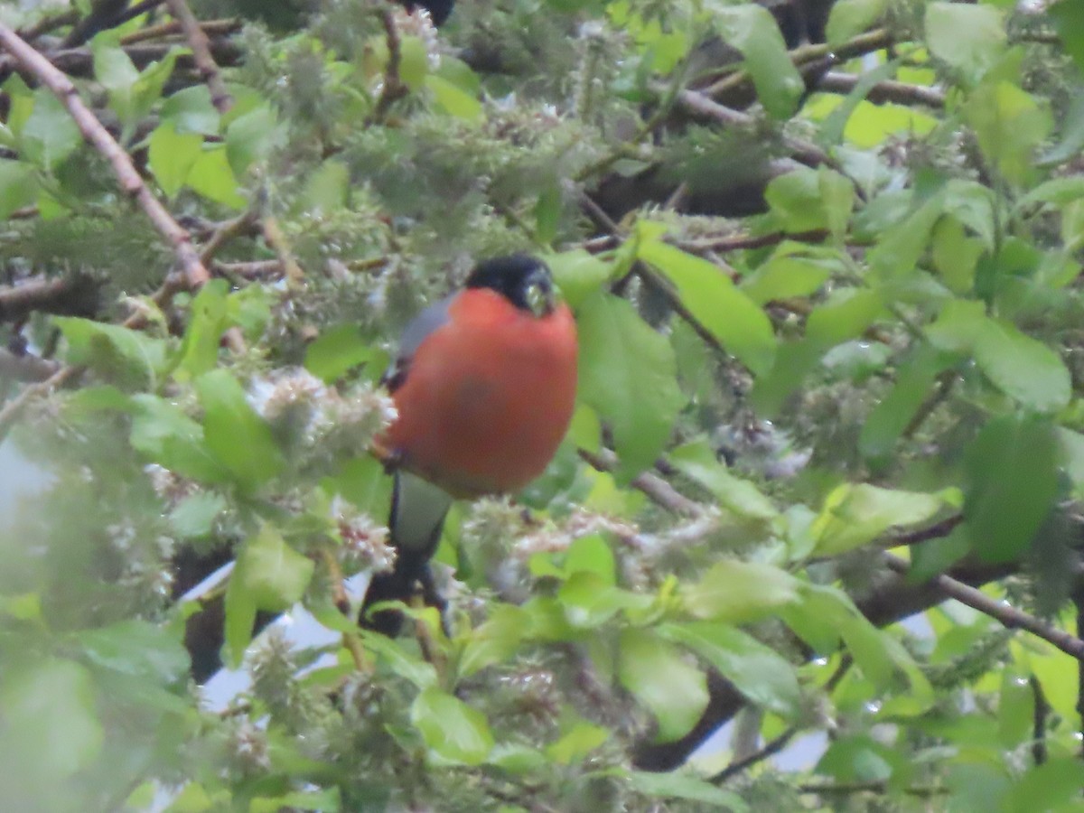 Eurasian Bullfinch - Doug Kibbe