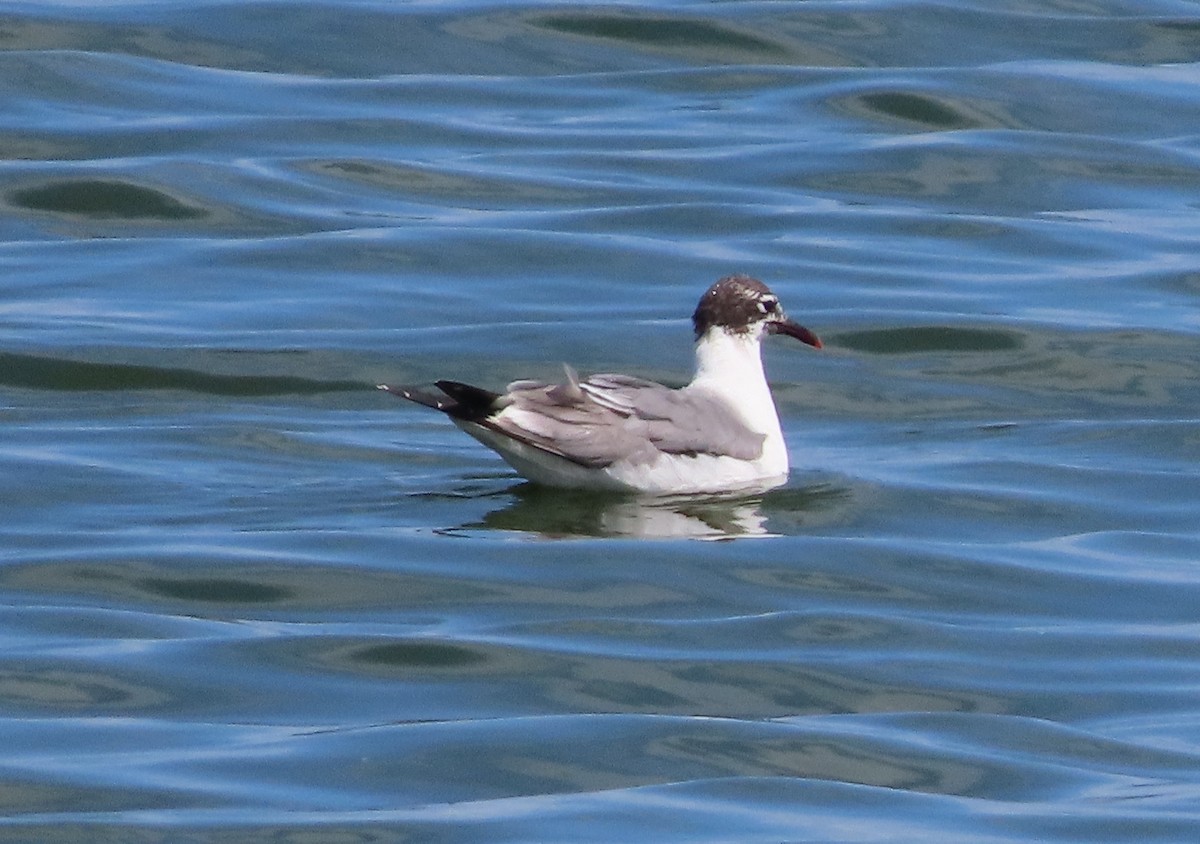 Franklin's Gull - ML619447509