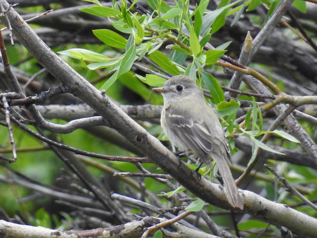 Dusky Flycatcher - ML61944751