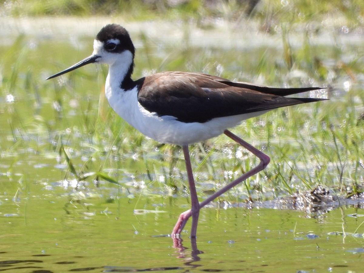 Black-necked Stilt - Jessica Kiamco