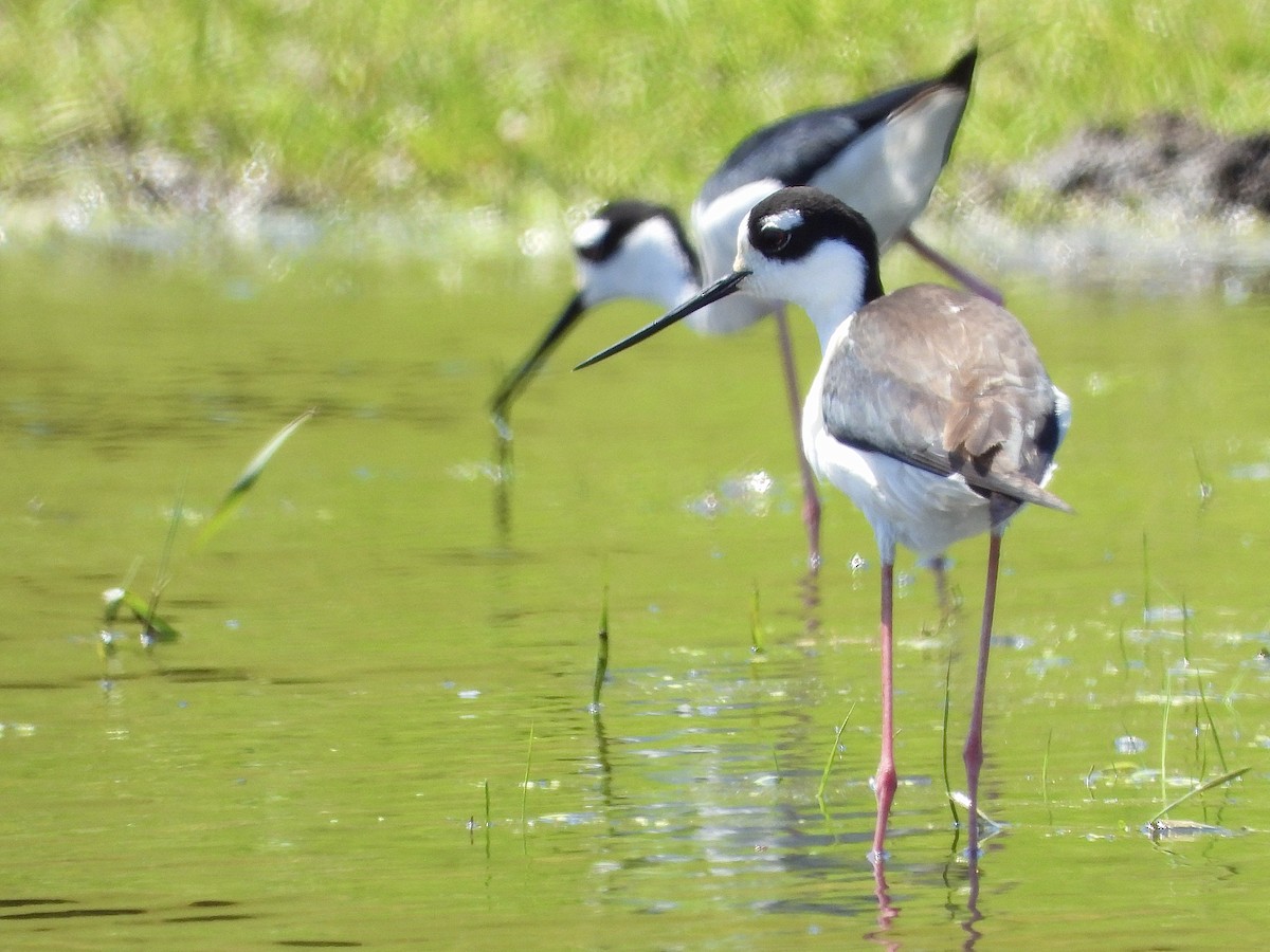 Black-necked Stilt - Jessica Kiamco