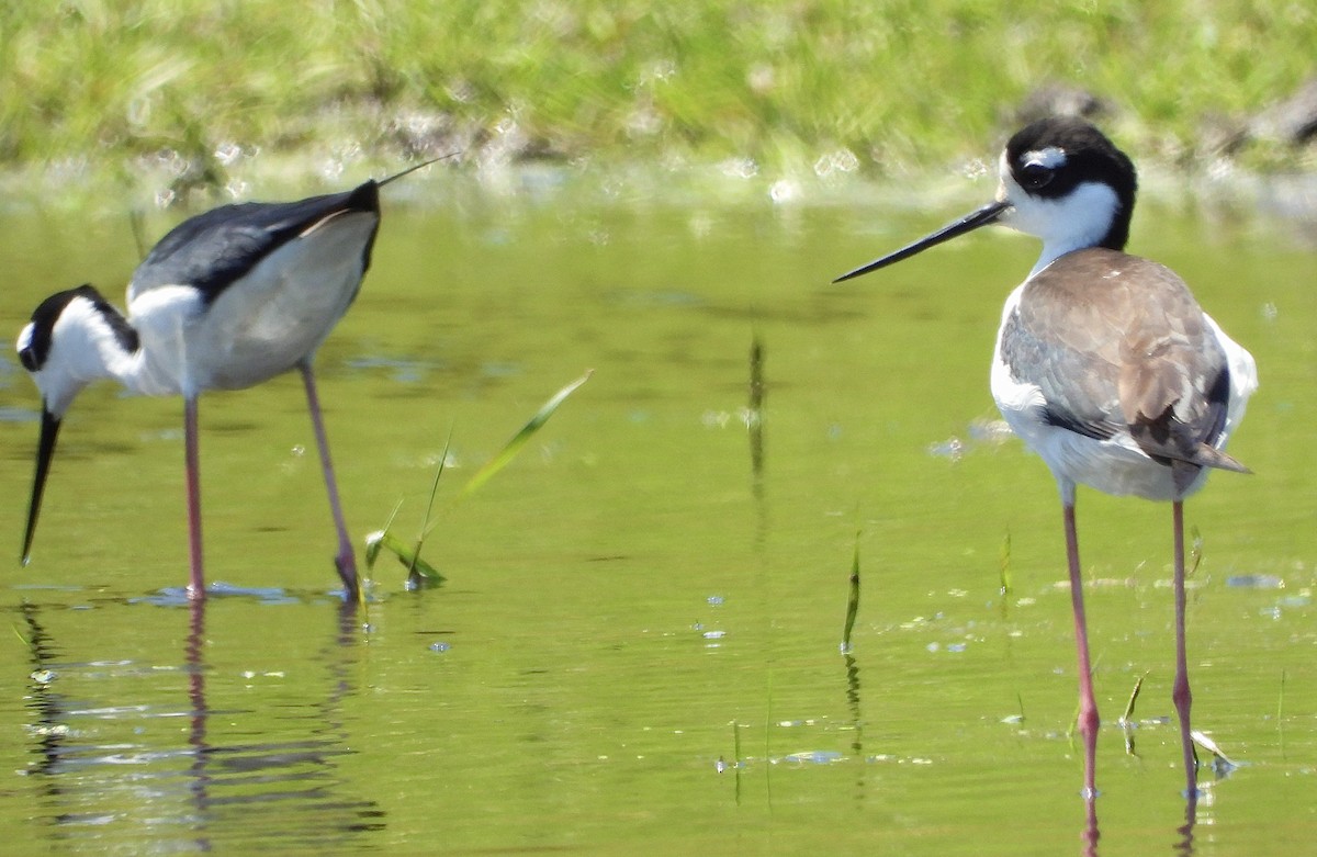 Black-necked Stilt - Jessica Kiamco