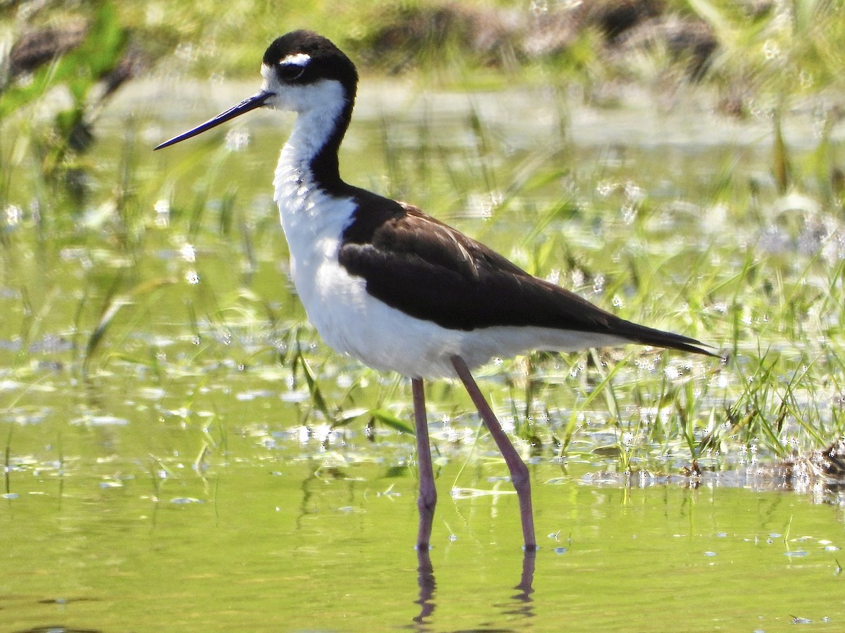 Black-necked Stilt - Jessica Kiamco