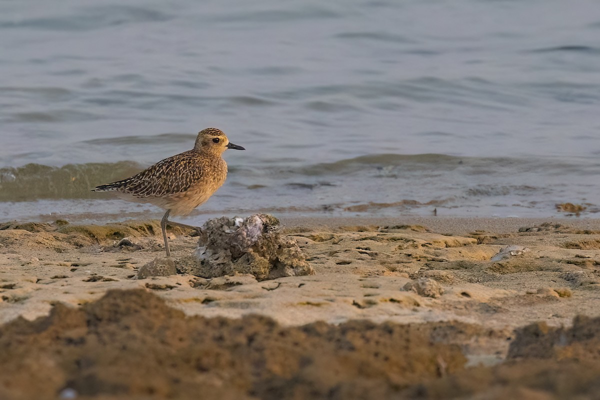 Pacific Golden-Plover - Jaap Velden