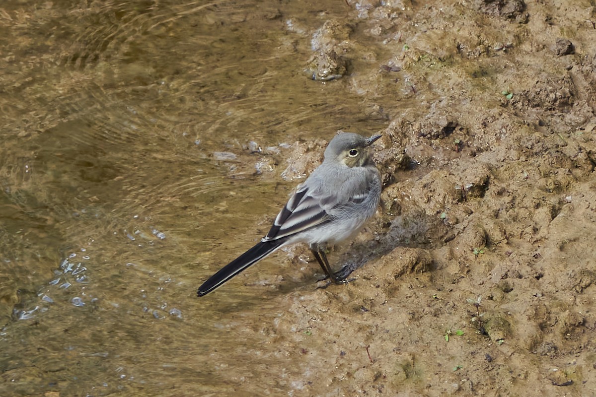 White Wagtail - Luis Manso