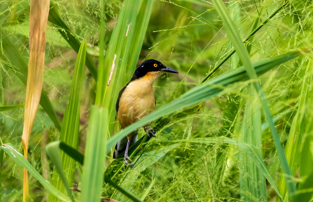 Black-capped Donacobius - Andrew Cauldwell