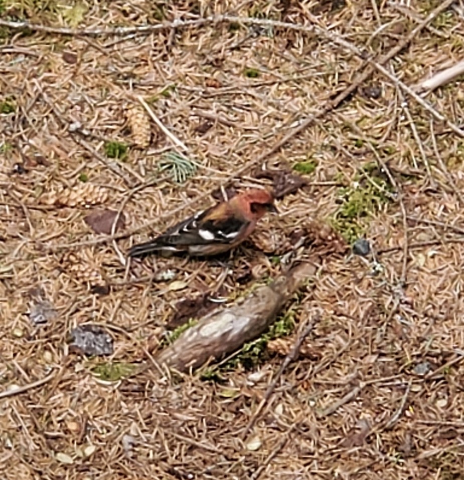 White-winged Crossbill - Sara Chambers