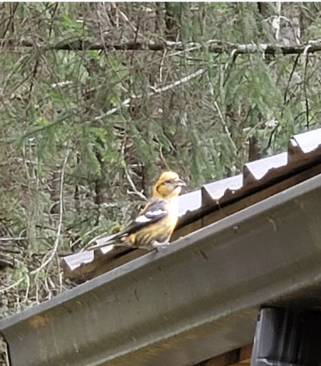 White-winged Crossbill - ML619447533