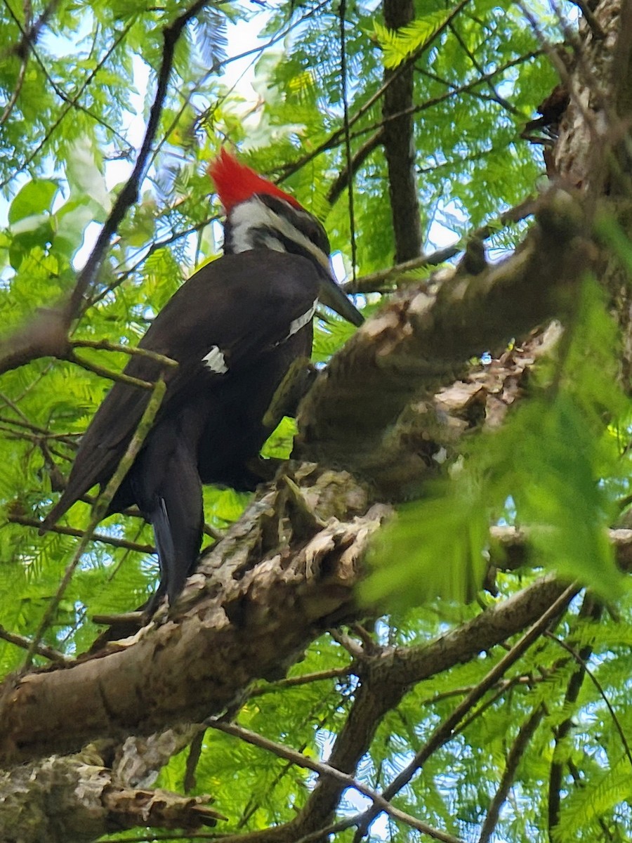 Pileated Woodpecker - ami horowitz
