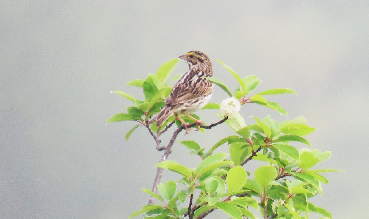 Savannah Sparrow - Michel Turcot