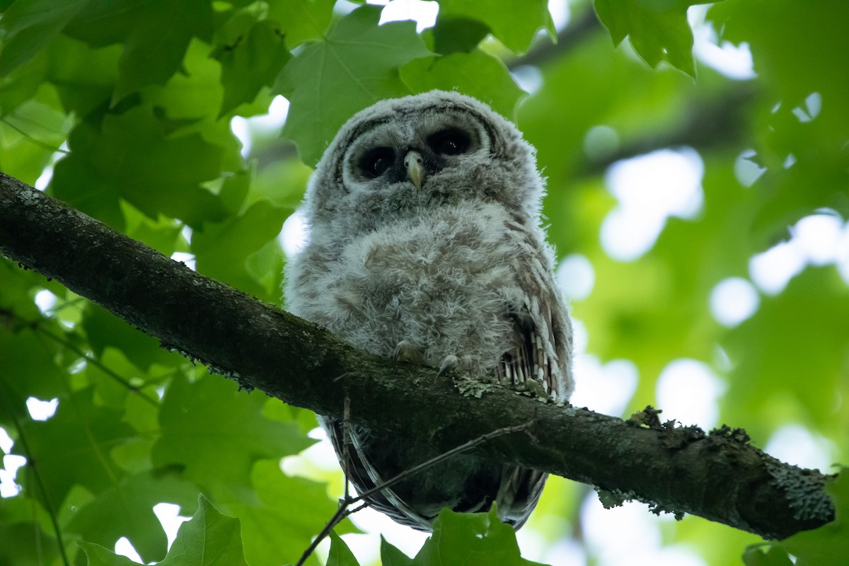 Barred Owl - Keith Leonard