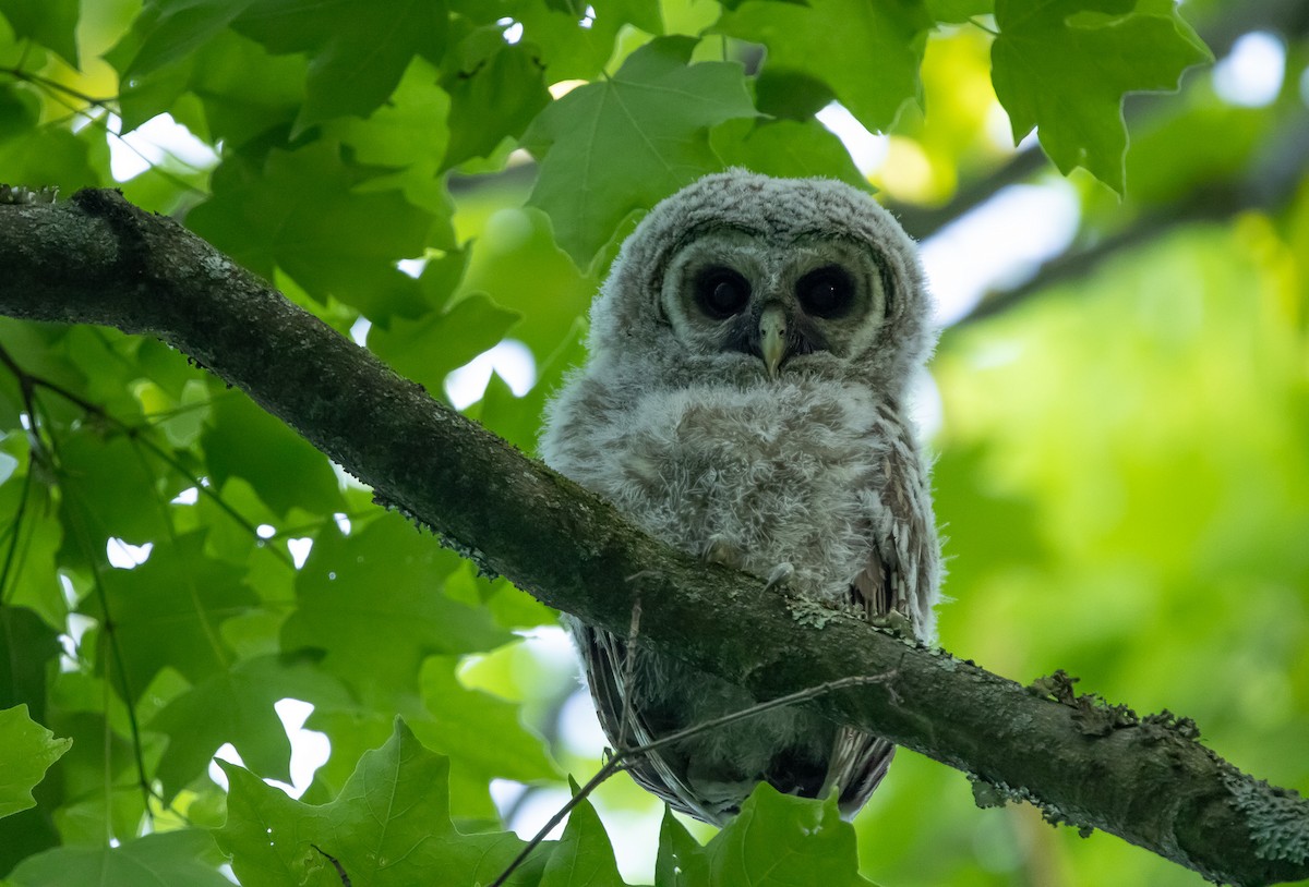 Barred Owl - Keith Leonard