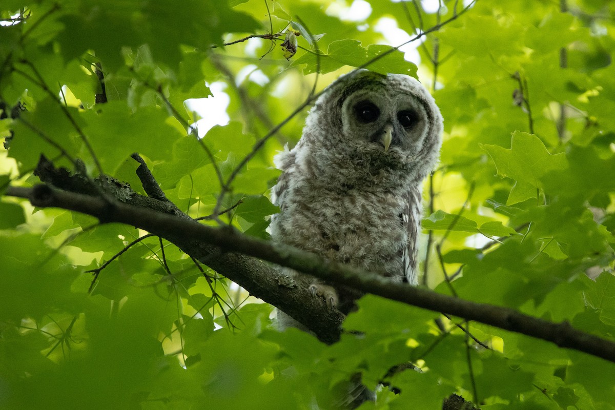 Barred Owl - Keith Leonard