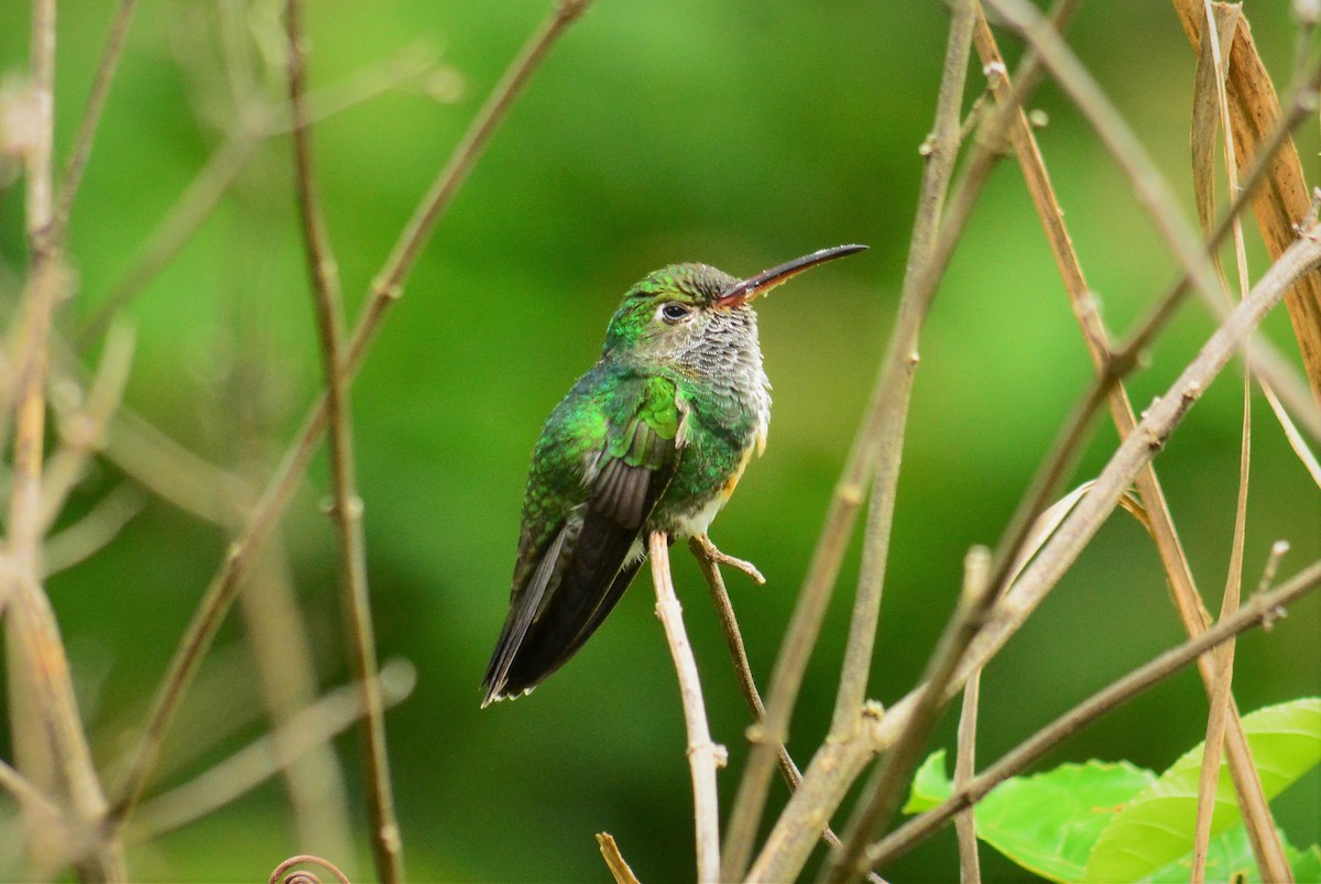 Glittering-throated Emerald - Victor D. Pardo Romero