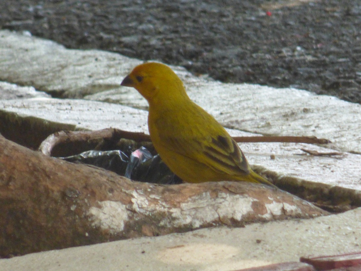 Saffron Finch - Dreico Ramirez Sanchez