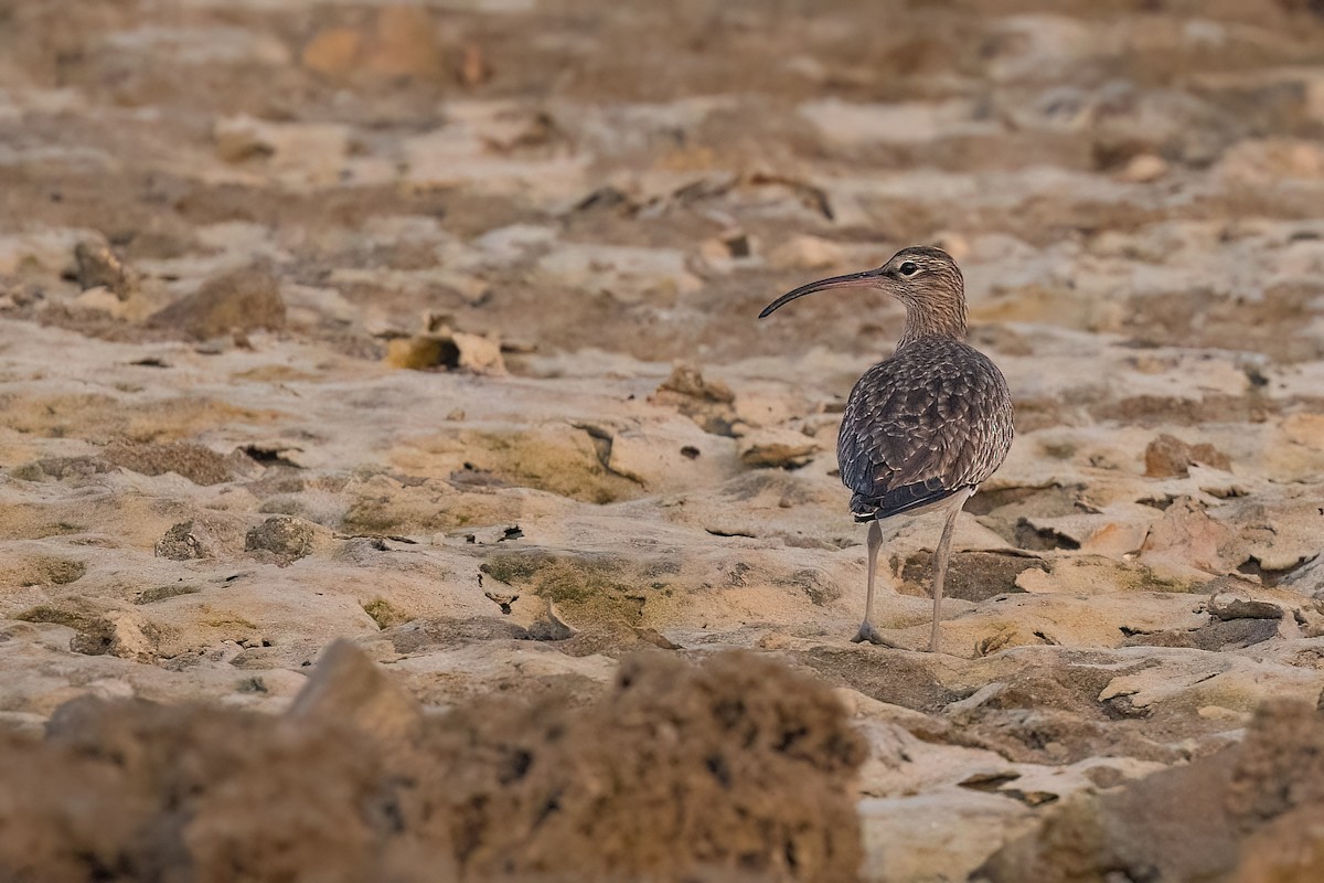 Whimbrel (European) - ML619447575