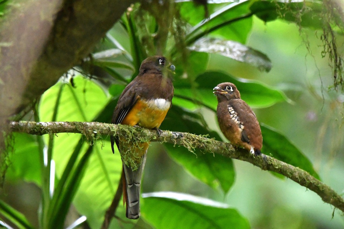 Collared Trogon (Orange-bellied) - Dan Bormann