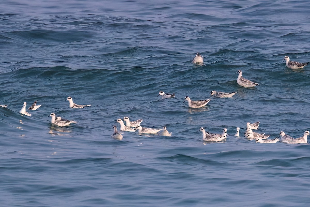 Red-necked Phalarope - Jaap Velden