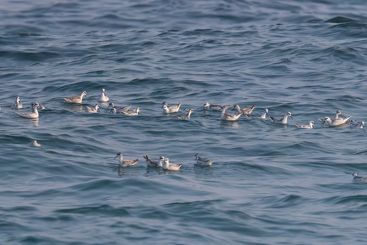 Red-necked Phalarope - Jaap Velden