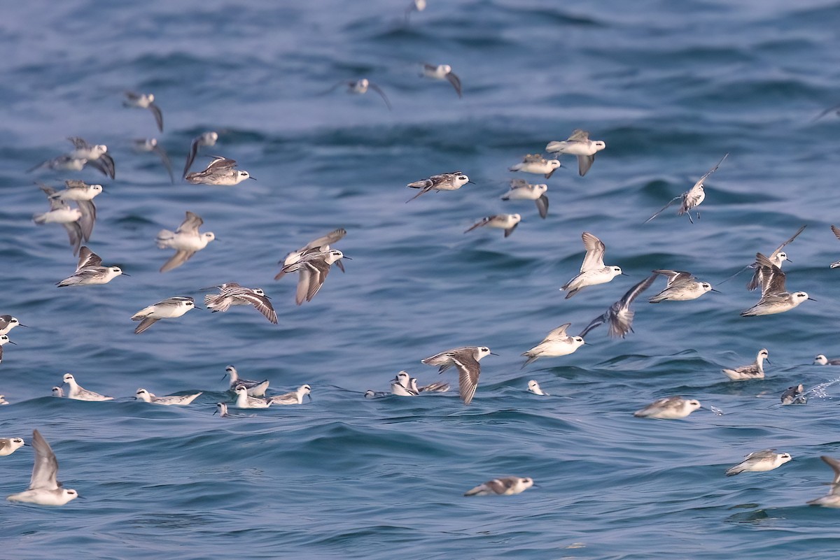 Red-necked Phalarope - Jaap Velden