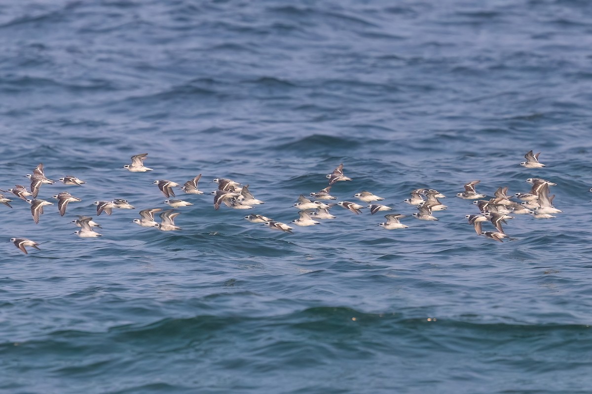 Red-necked Phalarope - Jaap Velden