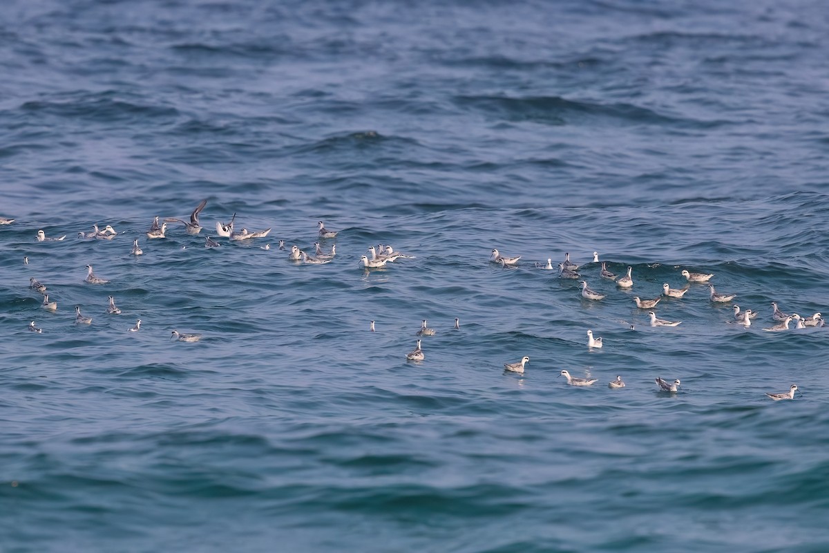 Red-necked Phalarope - Jaap Velden