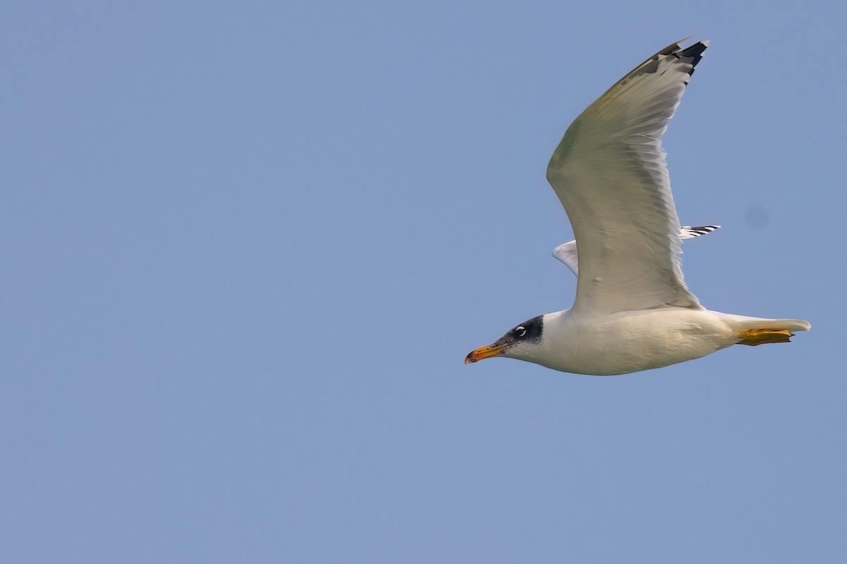 Pallas's Gull - ML619447601