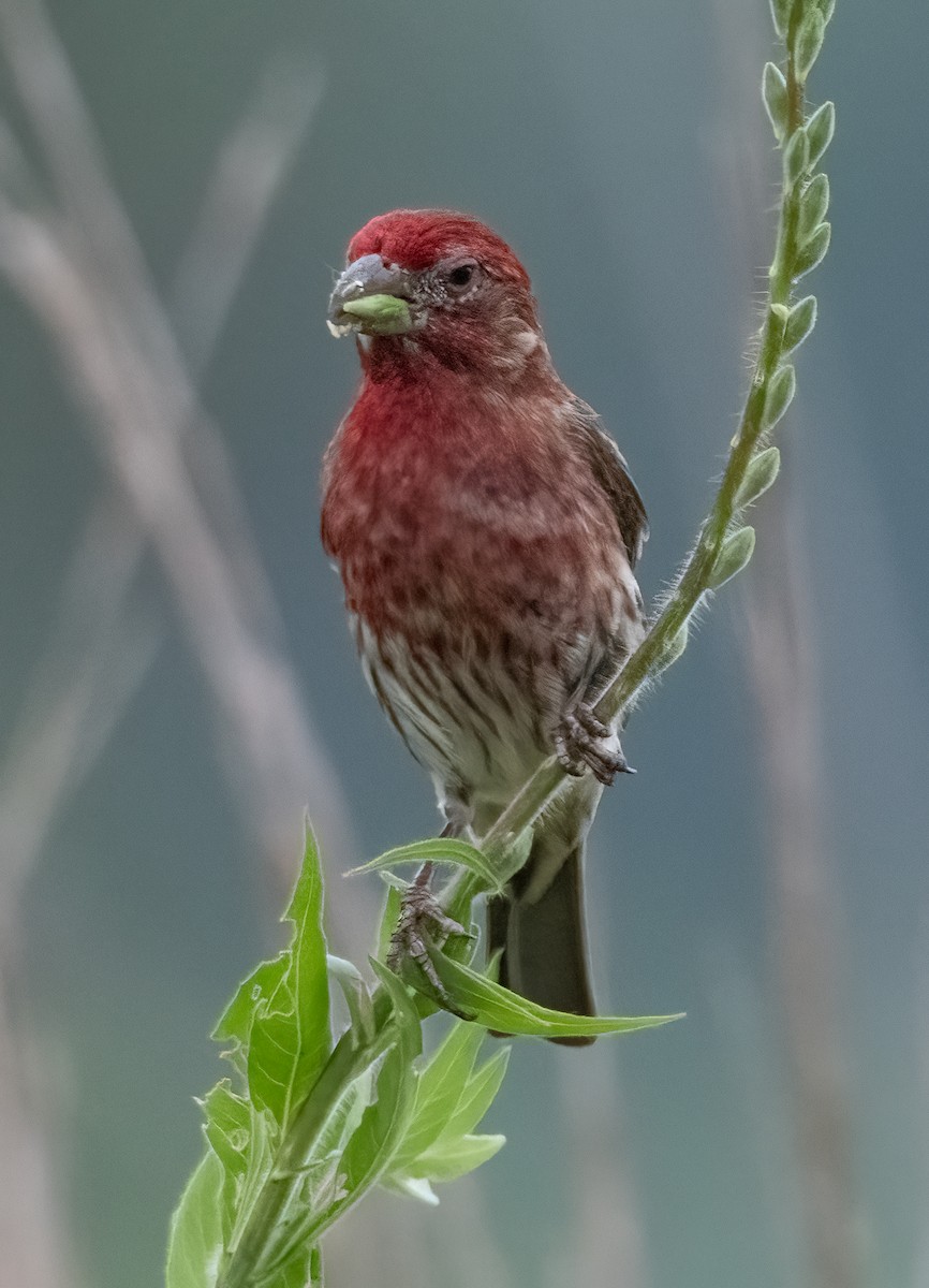 House Finch - Pat Tomsho